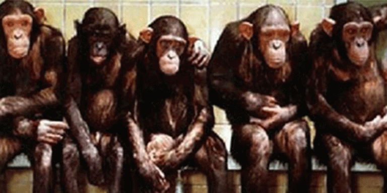 David Icke – Efekat stada: Manipulacija masama je vrlo jednostavan posao!
