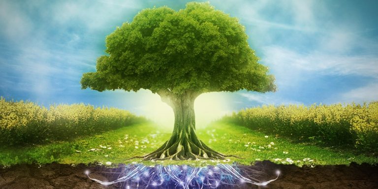 Keltski horoskop sa 13 znakova – otkrite drvo koje je vaš sinbol