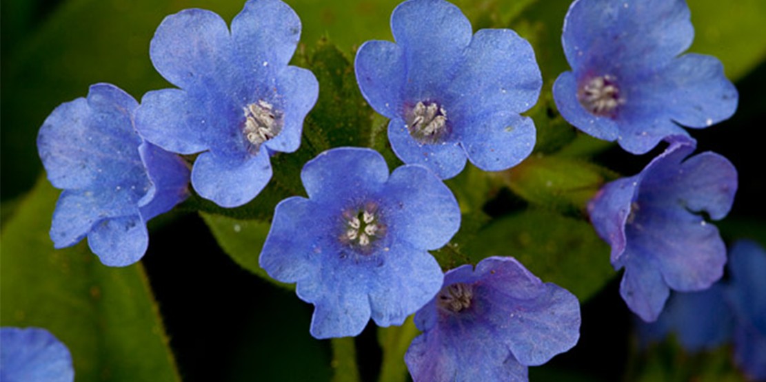 Синие цветы на языке цветов. Pulmonaria angustifolia. Платикодон Исида f1. Цветы огородные синего цвета. Синие цветы в огороде.