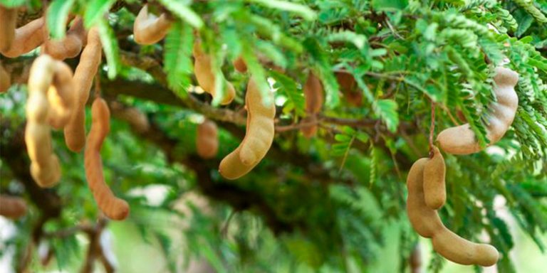 Tamarind – prirodni lek u Africi i Aziji za jetru, hepatitis …
