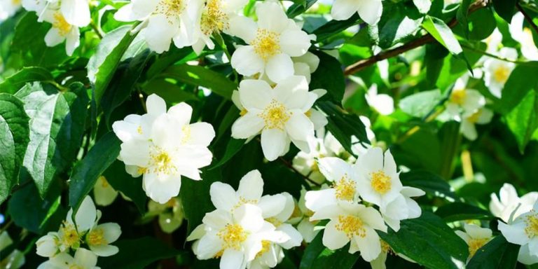Jasmin za menstualne grčeve, olakšavanje porođaja, negu suve i osetljive kože