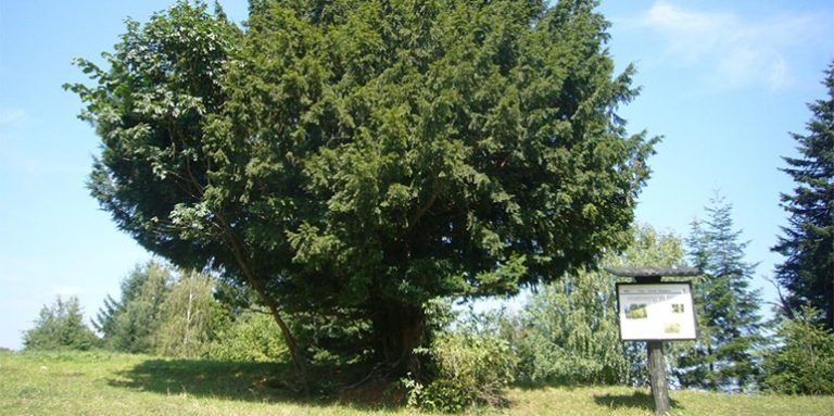 Tisa je lek za: Astmu, bronhitis, štucavicu, reumu i epilepsiju