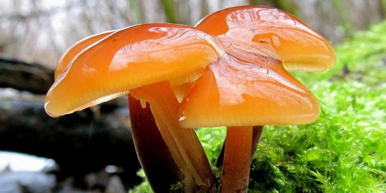 Gljiva zimska panjevčica – poboljšava varenje, snižava nivo holesterola i krvni pritisak