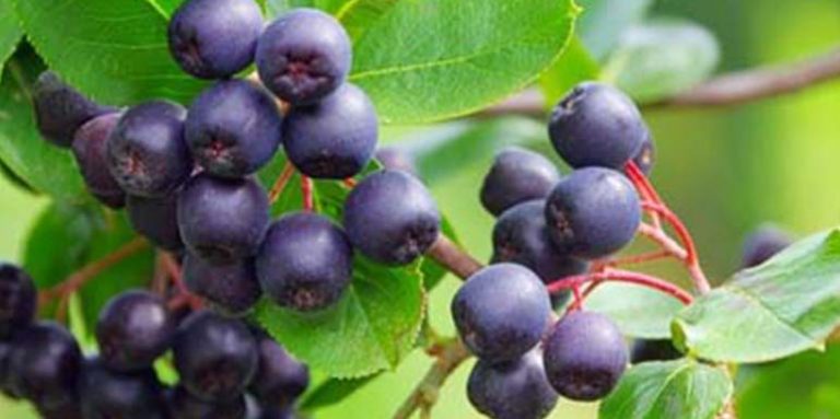 Acai bobice sprečavaju gubitak kose, nastajanje bora, katarakte, ateroskleroze, srčani i moždani udar