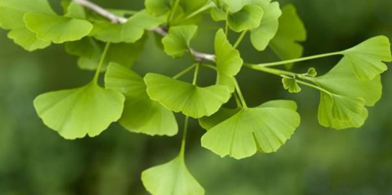 Ginko biloba: Štiti od šloga, infarkta, demencije, glaucoma, astme, zujanja u ušima (recept za pripremu)