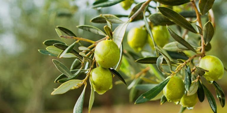 List masline: Leči bakterijske i virusne infekcije!