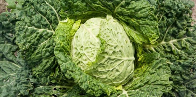 Kelj – Štiti od zloćudnih tumora, virusa, katarakte… (RECEPTI)