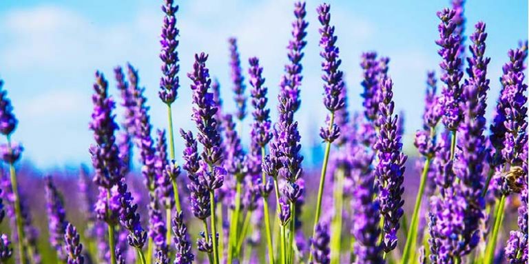 Lavanda za smanjenje stresa,nervoze,migrene, nesanice, akni