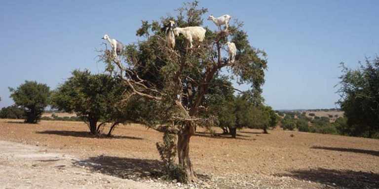 Argan – Drvo života za bolesti srca, karcinom prostate, kod upala, ublažava reumu, obnavlja kožu