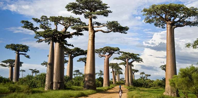 Baobab drvo koje je lek za šećer, probavu, holesterol, krvni pritisak, imunitet