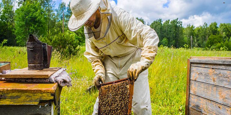 Da li su pčelari imuni na COVID-19- Pčelinji otrov sprečava korona virus?