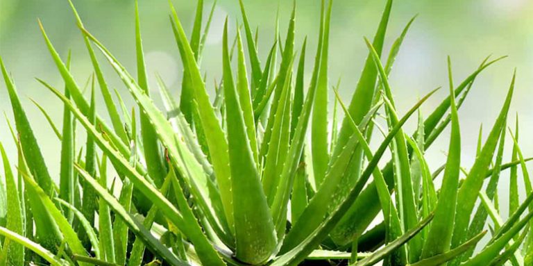 Aloe Vera: Biljka besmrtnosti