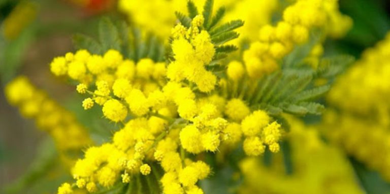 Mimoza: Za jačanje imuniteta, upale grla… (recept)