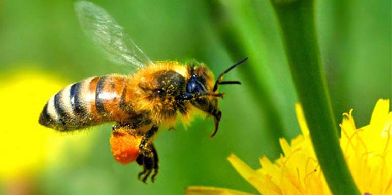 pčela uboda zbog bolova u zglobovima