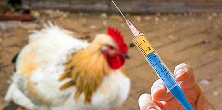 Dr Gligić: Živinu vakcinišu živim virusom, kasnije preko hrane dospeva u ljudski organizam!