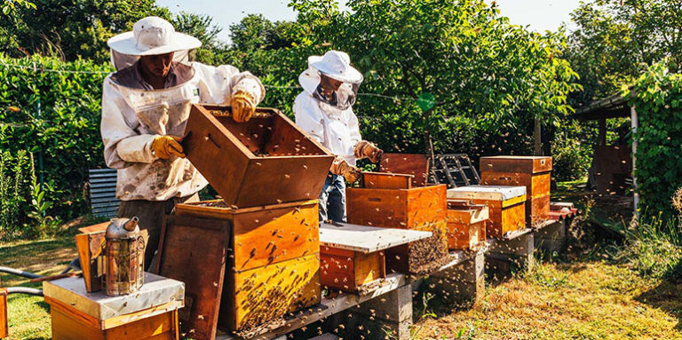 Pčelarski kalendar: Radovi u pčelinjaku po mesecima sa podsetnikom cvetanja medonosnih biljaka i drveća