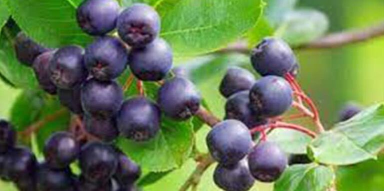 Evo zašto je svet poludeo za ACAI BOBICAMA: Čudesna voćka koja čuva zdravlje, vitkost i MLADOST