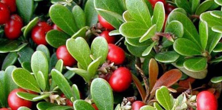 Melem za vaše BUBREGE i PROSTATU: Medveđe grožđe upravo cveta širom Srbije i treba da ga ima svaka kuća