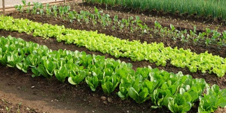 SODA BIKARBONA UMESTO PESTICIDA: Zaštitite voće i povrće od propadanja na ovaj način! (RECEPT)