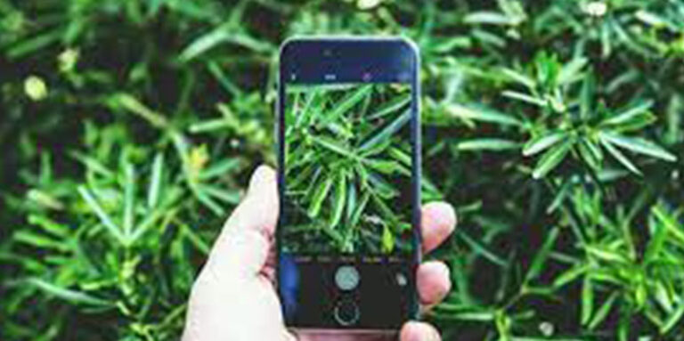 Besplatne aplikacije koje prepoznaju biljku i daju informacije o njoj