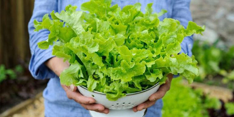 Zelena salata – Sprečiće pojavu najtežih bolesti, osloboditi holesterola, viška kilograma, umora…