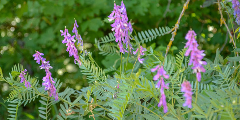 Astragalus: Produžava život i isceljuje bolesti  – Biljka života za Hitlera I Staljina (RECEPTI)