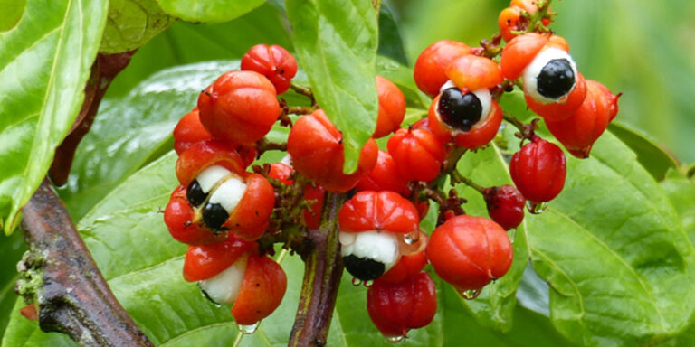 Guarana – Pomaže skidanju celulita i mršavljenju, mokraćnih infekcija, dijareje, bolnih menstruacija, glavobolja… (RECEPT)