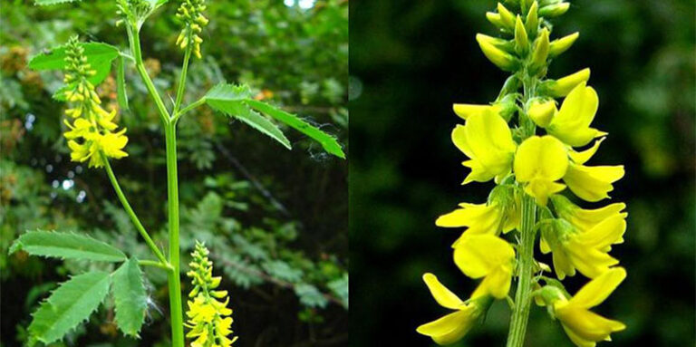 SLATKA DETELINA: Pomaže kod bronhitisa, hipertenzije, zatvora, migrene, nesanice, reumatizma, artritisa… (RECEPT)