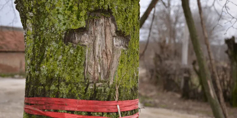 ZAPIS – Sveto drvo u srpskoj tradiciji