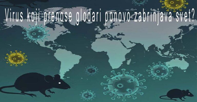 Virus koji prenose glodari ponovo zabrinjava svet – šta treba da znate?